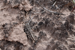 Cratypedes lateritius