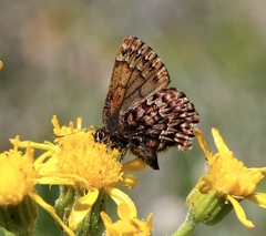 Callophrys eryphon