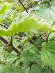 Panorpa meridionalis