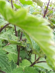 Panorpa meridionalis