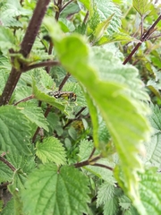 Panorpa meridionalis