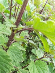 Panorpa meridionalis