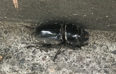 Serrognathus titanus platymelus
