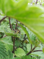 Panorpa meridionalis