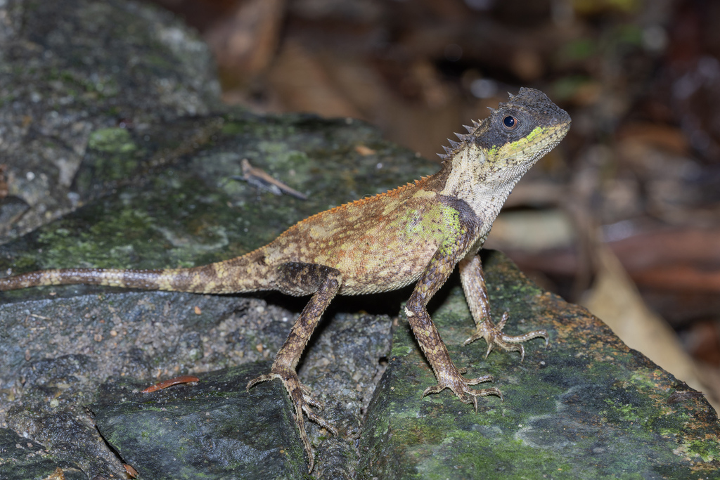 Scale-bellied Tree Lizard from FJJ7+JGW, Đại Đình, Tam Đảo District ...