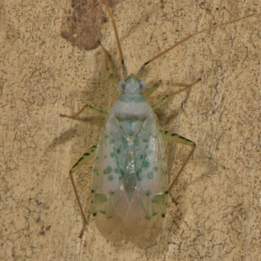 Reuteria querci