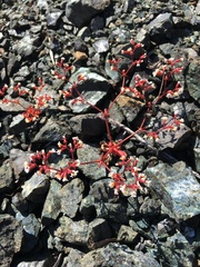 Systenotheca vortriedei