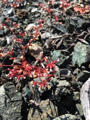 Systenotheca vortriedei