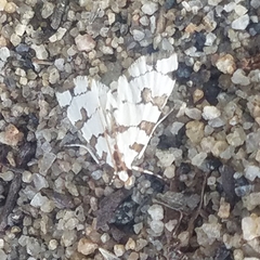 Conchylodes octonalis