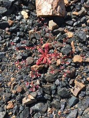 Systenotheca vortriedei