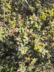 Quercus durata durata