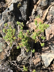 Galium hardhamiae