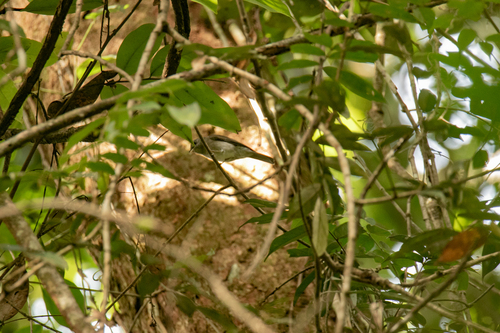 iNaturalist image