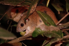 Cape York Melomys photo 2