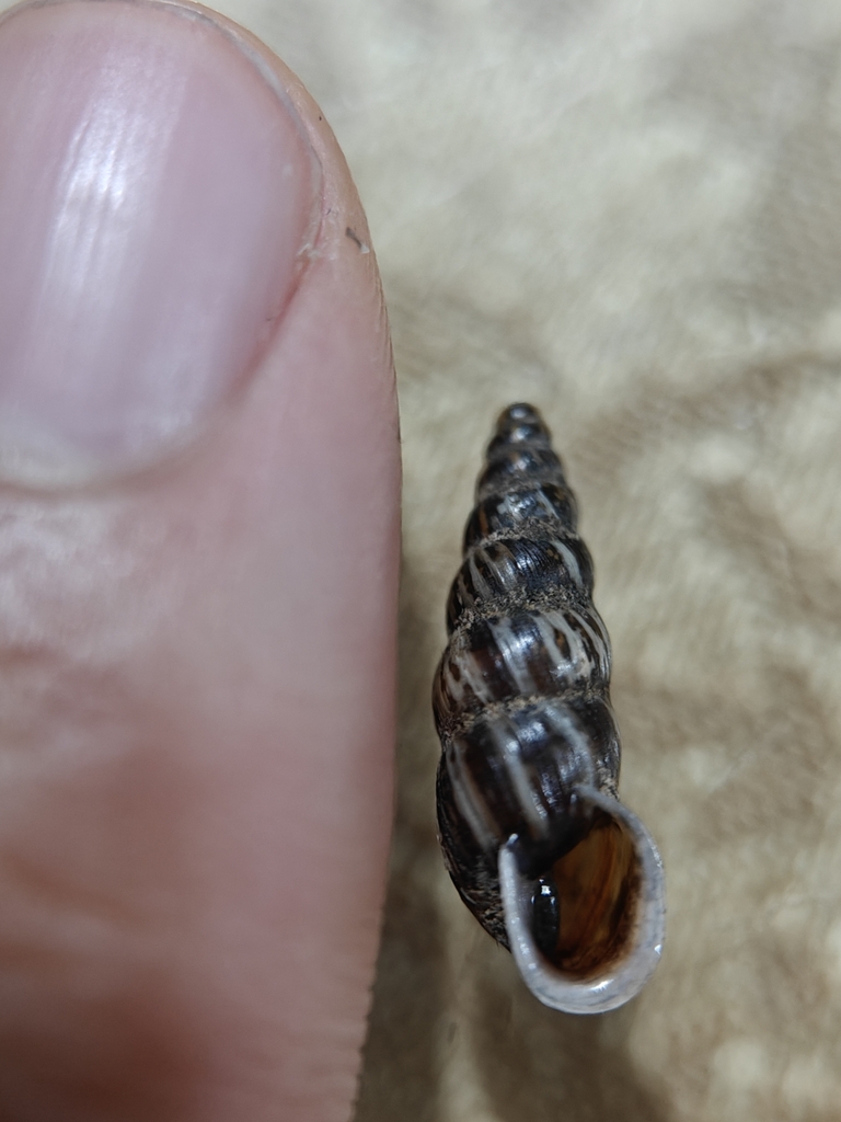 Mirus moupiniensis