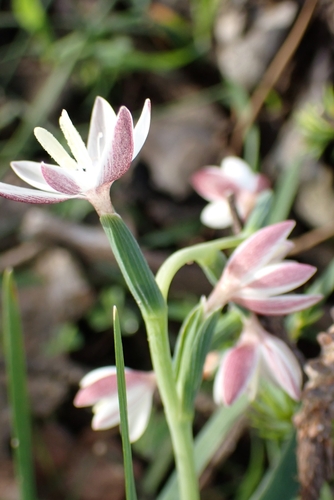 Image of Hesperantha falcata by (c) Karen Eichholz, some rights reserved (CC BY)