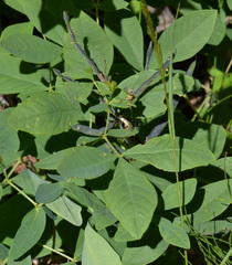 Thermopsis gracilis