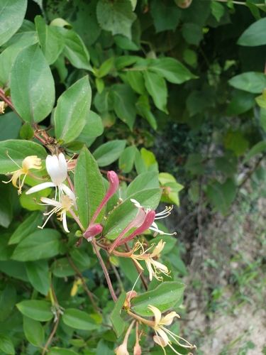 Japanese honeysuckle (Lonicera japonica)