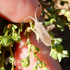 Chariesterus antennator