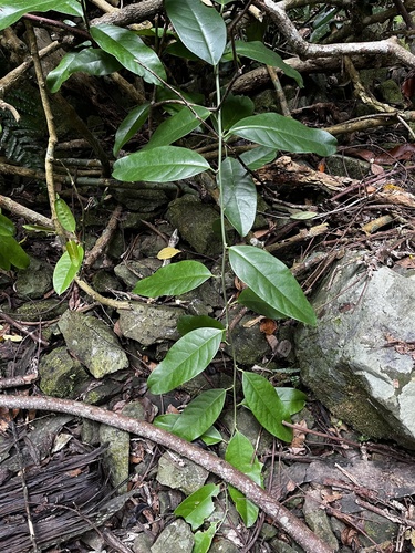 Capparis formosana (Capparis formosana)