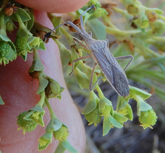 Chariesterus antennator