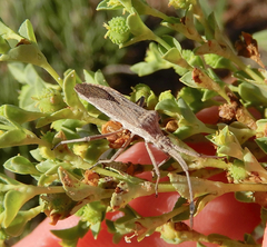 Chariesterus antennator
