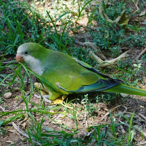 Cotorra argentina (Myiopsitta monachus)