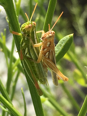 Hesperotettix viridis