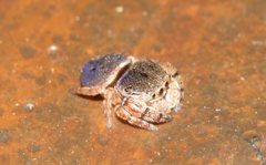 Simaethina