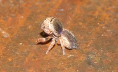Simaethina