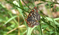 Euphydryas
