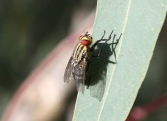 Sarcophaga aurifrons