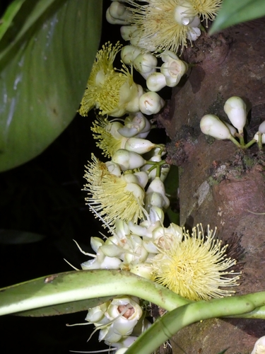 Image of Syzygium monospermum by (c) Kai Squires, some rights reserved (CC BY)