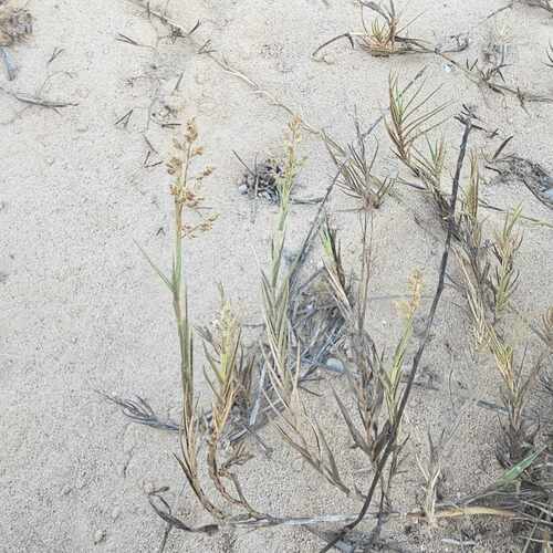 sand dropseed