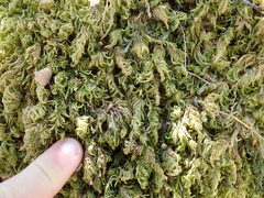 Pseudisothecium cristatum