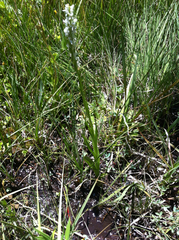 Platanthera dilatata leucostachys