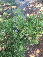 Cupressus sargentii