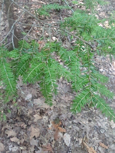 eastern hemlock