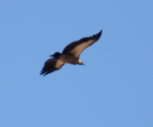 White-backed Vulture