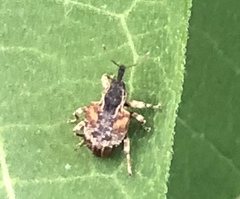 Conotrachelus anaglypticus