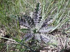 Cirsium drummondii