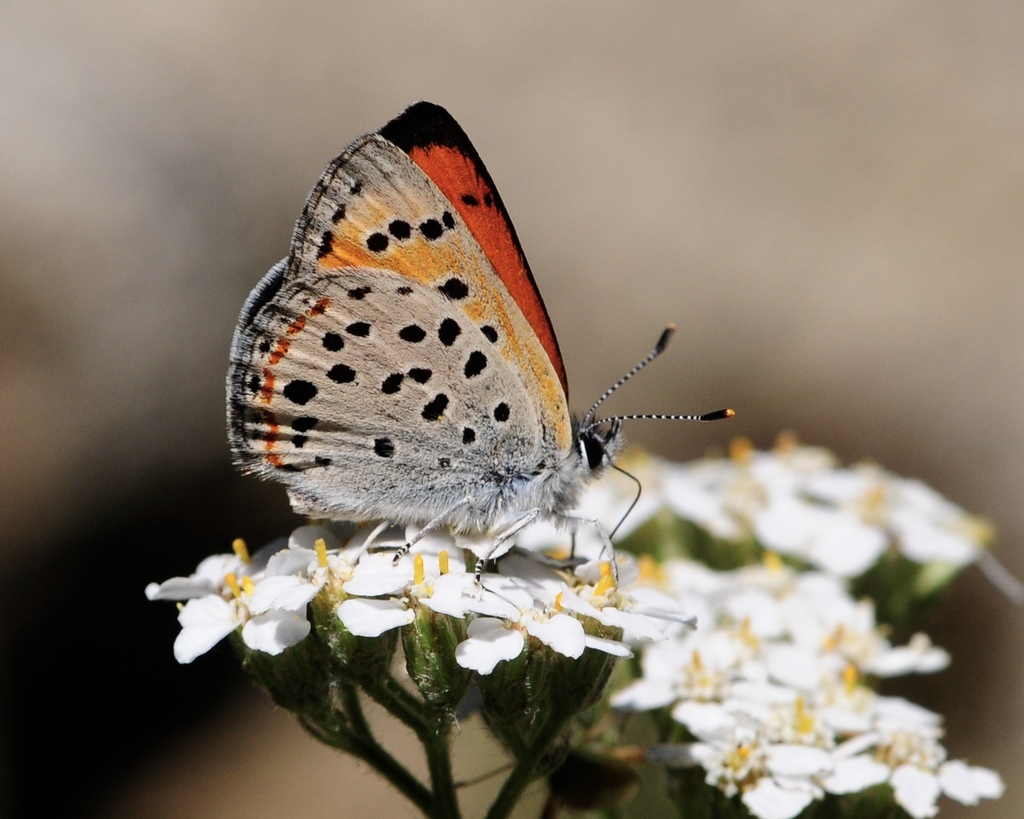 Lustrous Copper