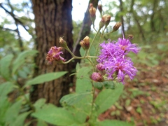 Vernonia greggii