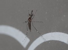Aedes alboannulatus