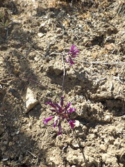 Allium fimbriatum