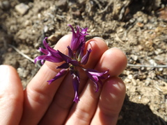 Allium fimbriatum