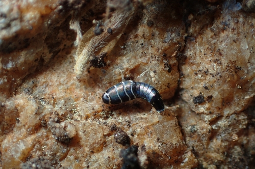 Lepisma chlorosoma photo 4