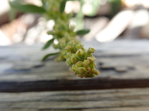 Image of Rumex transitorius by no rights reserved