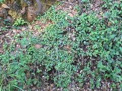 Monardella macrantha