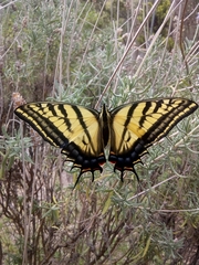 Papilio multicaudata